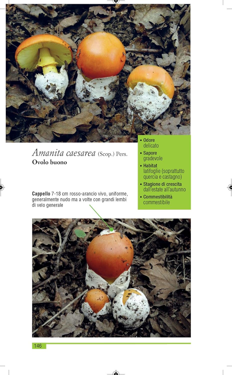 Funghi del Piemonte. 233 specie di facile riconoscimento - Giovanni Manavella, Iolanda Armand Ugon