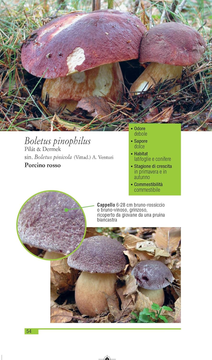 Funghi del Piemonte. 233 specie di facile riconoscimento - Giovanni Manavella, Iolanda Armand Ugon